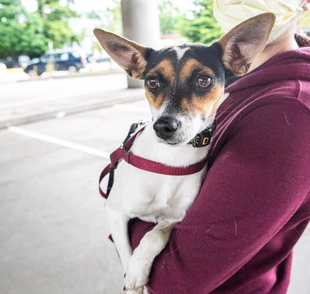 Blossom in all white and Hannah with the ears