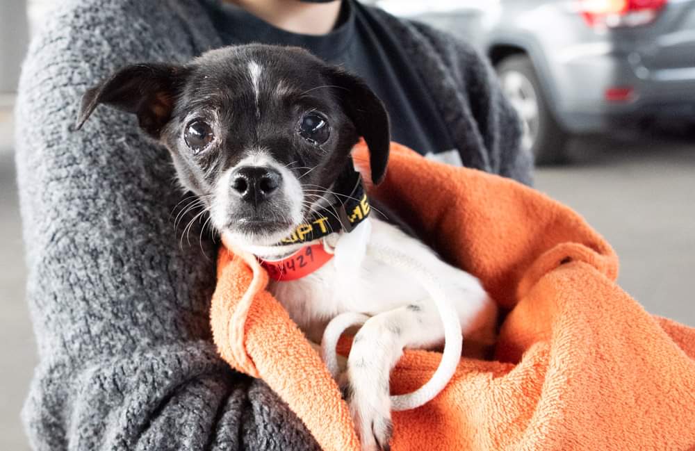 There were so many dogs! And we cannot wait to share more about them!