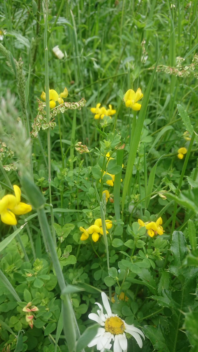 LianPate's tweet photo. Some really pretty flowers coming through in #JubileeMeadow right now
#BankHall #BrunValley @burnleycouncil @BurnleyLabour https://t.co/AxmlOGrDoe