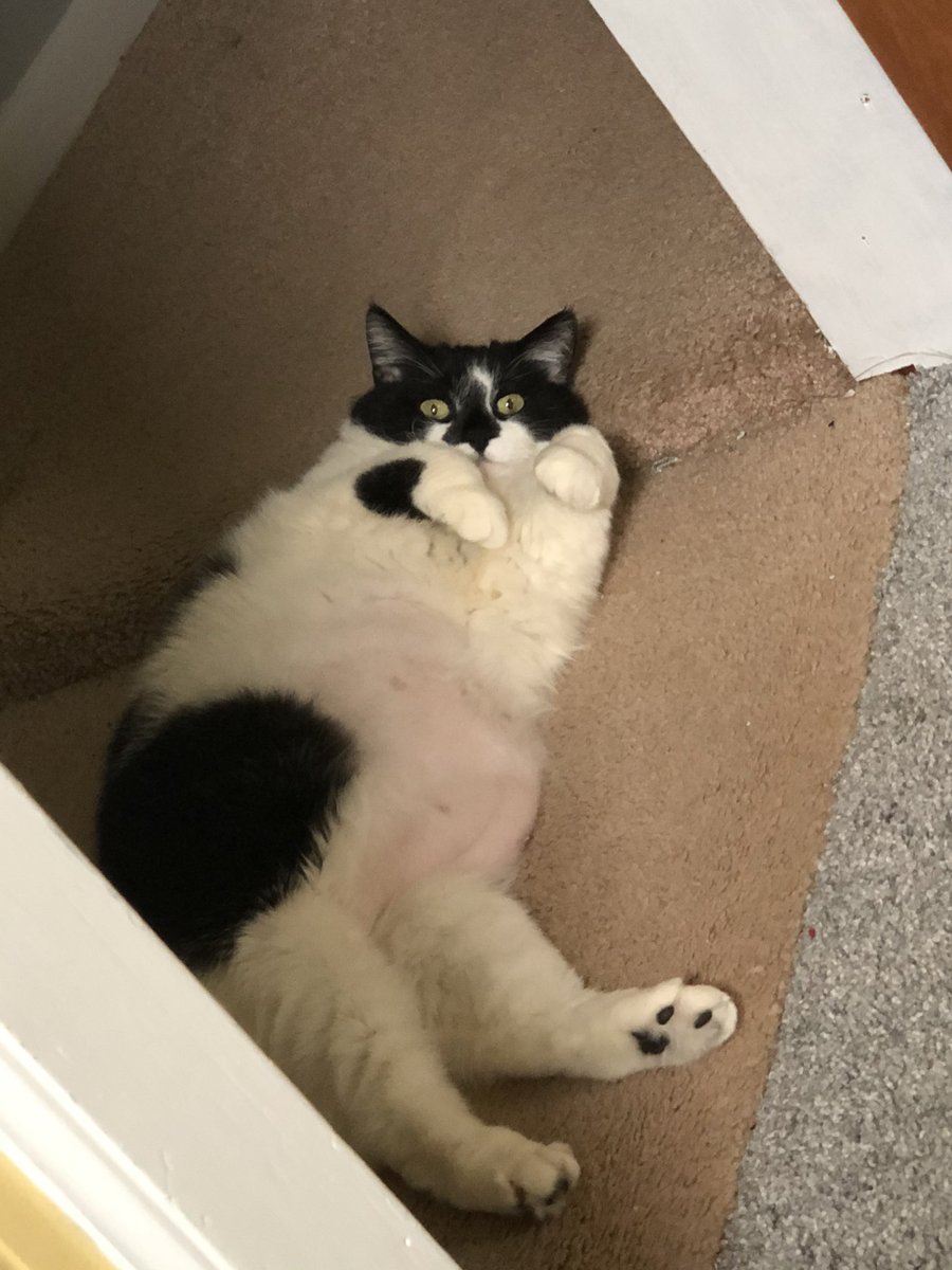 kaysie_kaysie's tweet photo. Me                                  My cat https://t.co/pQyzyl9S3L