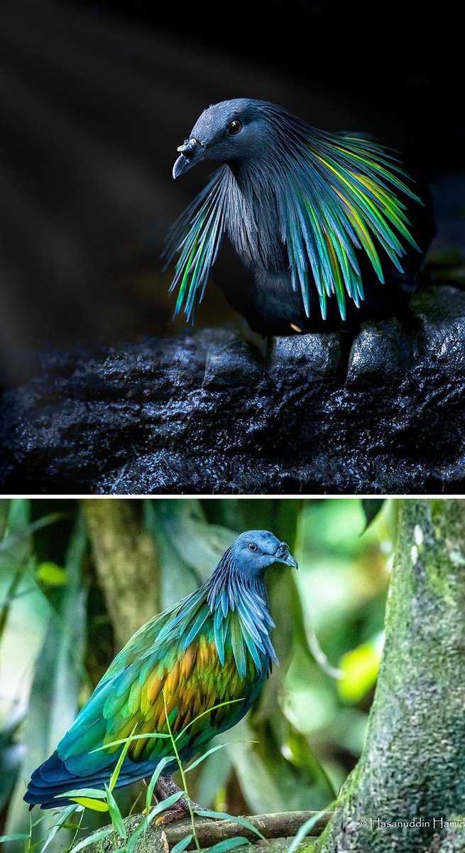 The Nicobar pigeon