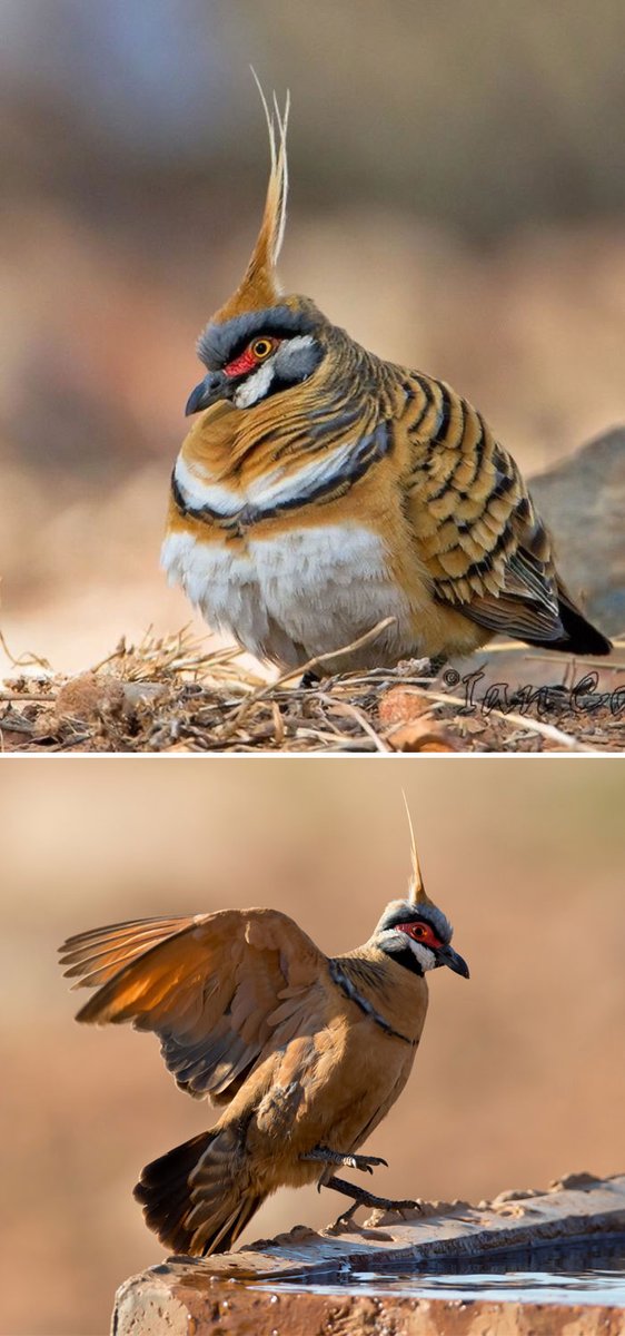 And last but not least: the Spinifex pigeon. I hope you enjoyed.