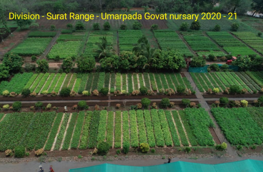Anilpat23509527's tweet photo. Division - Surat Range- Umarpada Govat central nursary 2020 - 21 https://t.co/YDuBAV3yin