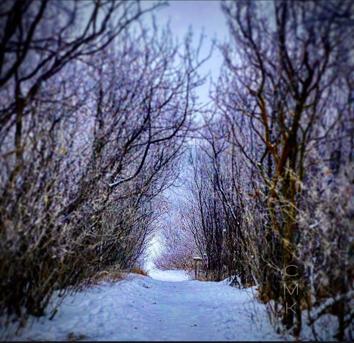 ChristinaKottm2's tweet photo. Leafy paths away from home, are not the only scenic routes to roam. For as lovely as the trees of Spring, so comes the walks of wintersโ eve. #ScenicPath #WinterGarden #ScenicPath #trees #snow #NaturePhotography #HobbyPhotographer #iphonephotography https://t.co/g690ZRxRXm
