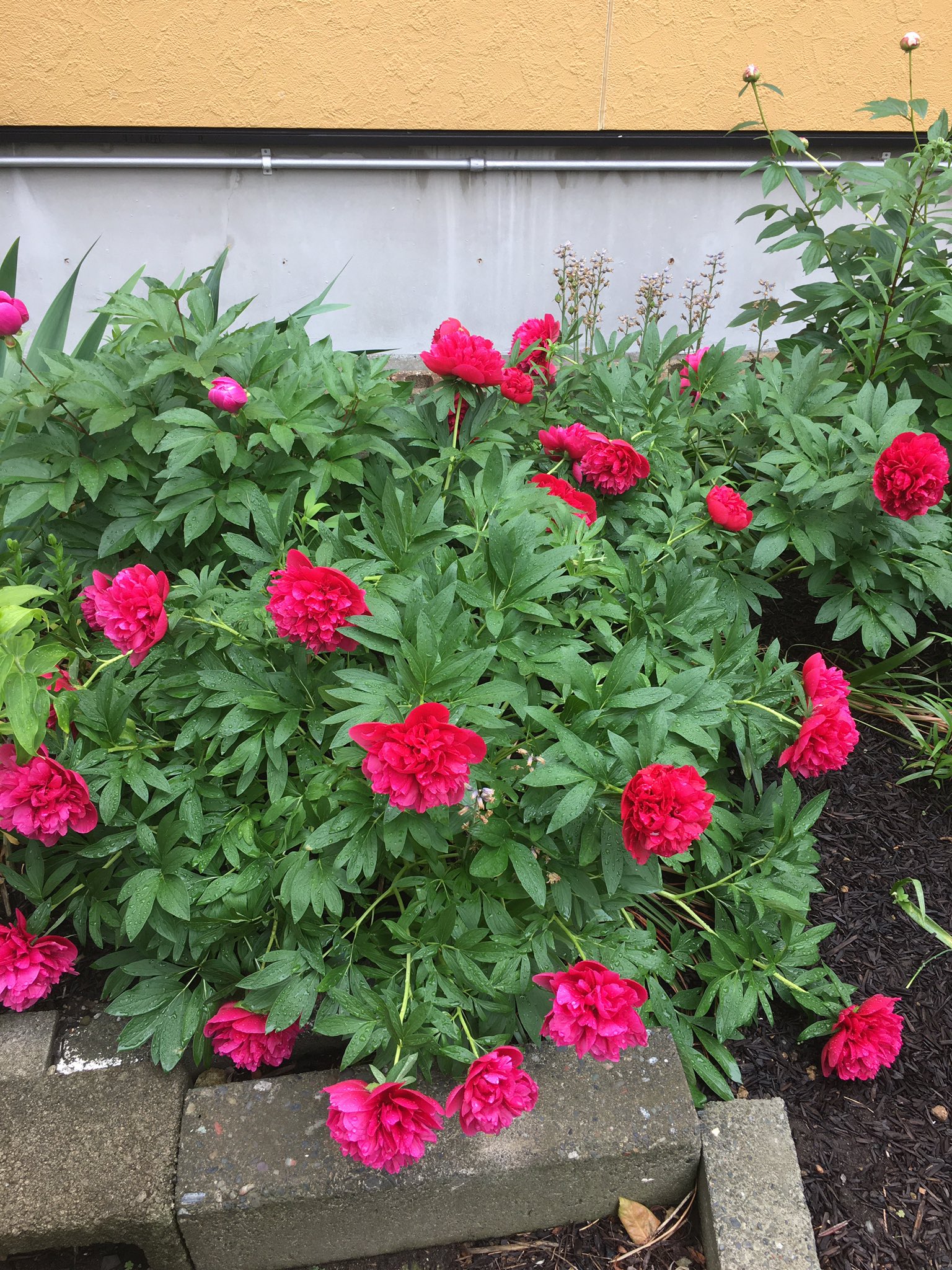燕子花 この赤のシャクヤクは 散る時に ボサッ と一気に花びらが落ちるので 家に持ち込むと掃除がちょっと大変 花びらの枚数が多くて 一部細かい シャクヤクは ツボミから咲ききるまでの間がとても不思議な感じで好き 庭の花 シャクヤク
