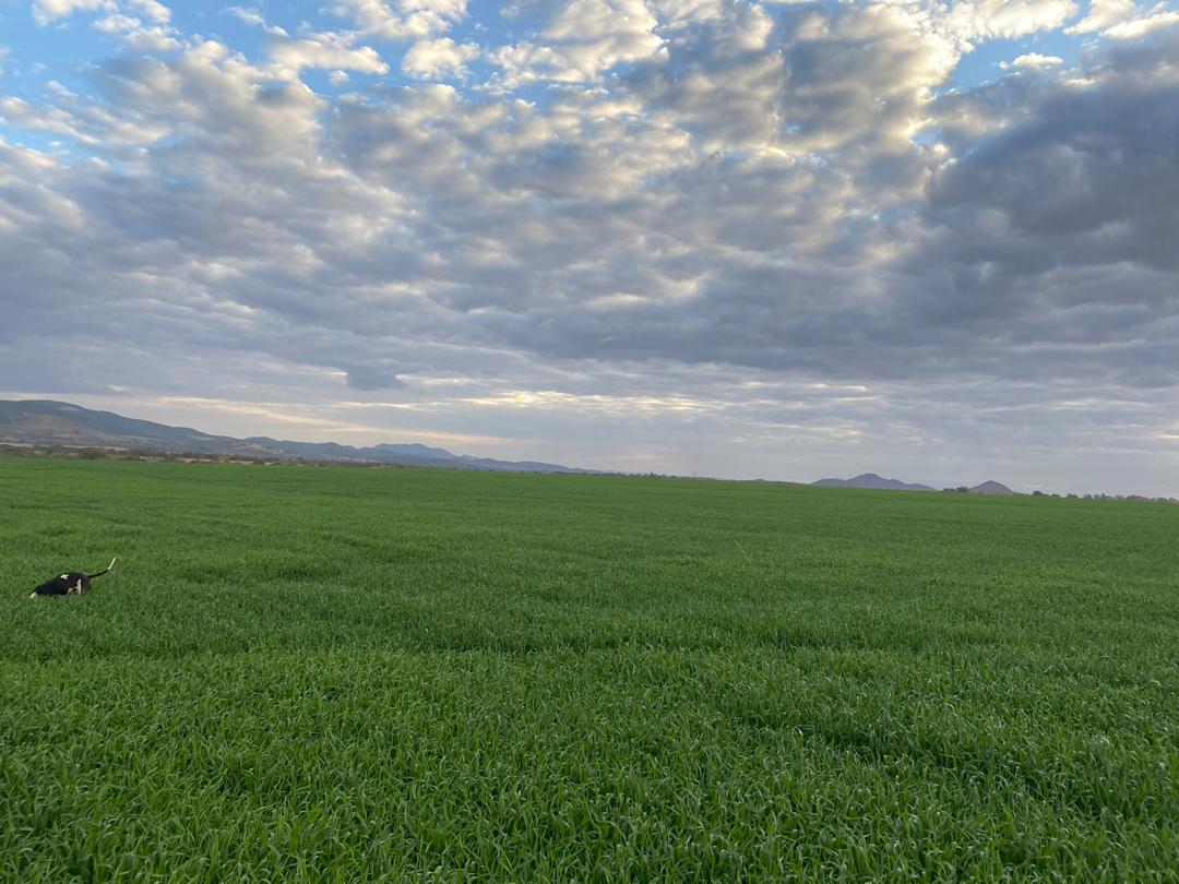 basera_john's tweet photo. 2020 Winter Wheat Diaries. 
ZimFarmersCan https://t.co/I6dGae59Vw
