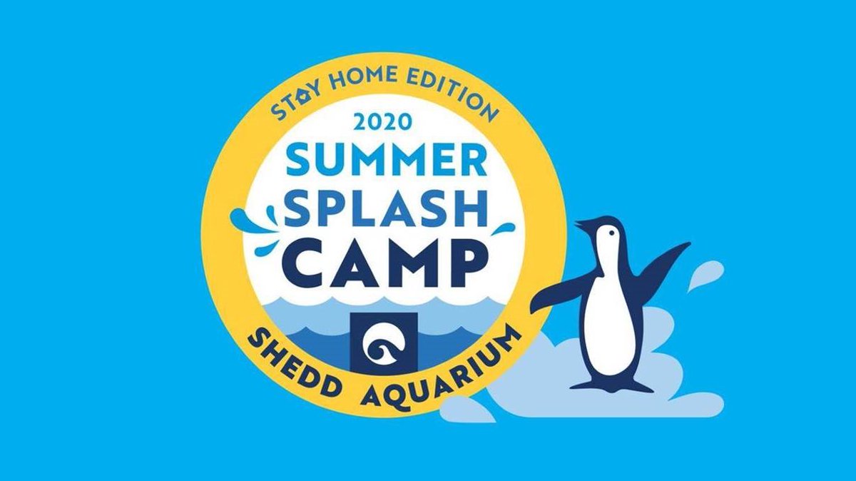 ljunkin's tweet photo. Shedd Aquarium is offering a new virtual program for kids who love animals - Summer Splash Camp: Stay Home Edition! Campers will join Wellington the penguin and dive into the world of aquatic animals with hands-on activities, games, and animal encounters! https://t.co/n70DB8MxWQ https://t.co/McY4eYMwrb