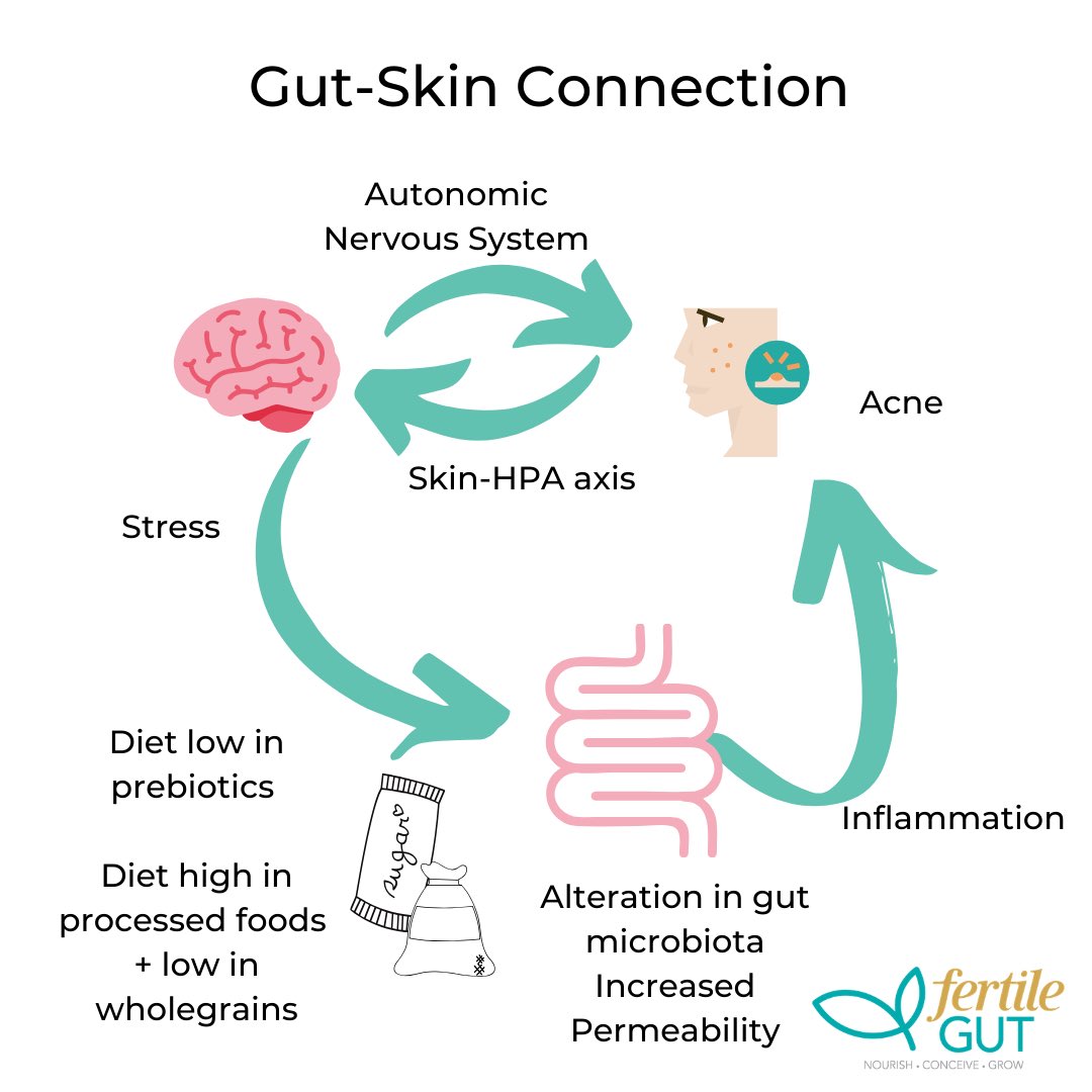DrKitic's tweet photo. Our skin can be a reflection of the health of our gut ecosystem. #Dysbiosis is seen in conditions that may influence the skin including #PCOS but also in #rosacea. #Prebiotics have proven effective strategies for promoting diversity. Work from the inside out! https://t.co/hhXt2OO4wM
