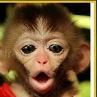 tayyabraza666's tweet photo. #ArrestAmishDavgan
#ArrestAmishDavgan
#ArrestAmishDavgan
He is not journalist..He is a DALAL.😠😠

They are Looking Same are not 
👇👇👇👇👇👇
@AMISHDEVGAN https://t.co/xQ5wkv5RIo https://t.co/UJ2tMX35tJ