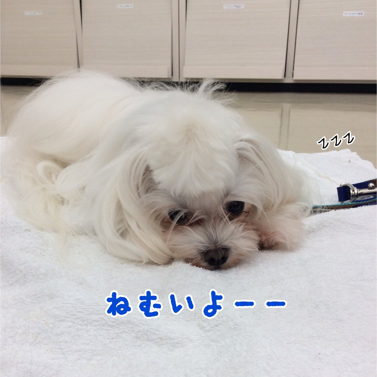 DOG_GALLERY's tweet photo. スタッフ犬のしゃりくん!
お店に出て看板犬をしてくれています💕
でも疲れたのか眠くなってきて、ウトウト😴
ご褒美にあとでオヤツ食べようね!
#まるちーず
#マルチーズ
#しゃりくん
#かわいいわんこ
#看板犬🐶
#お疲れモード
#ペットショップ
#doggallery
#浜松
#のんのん https://t.co/jjf4NiNzb5