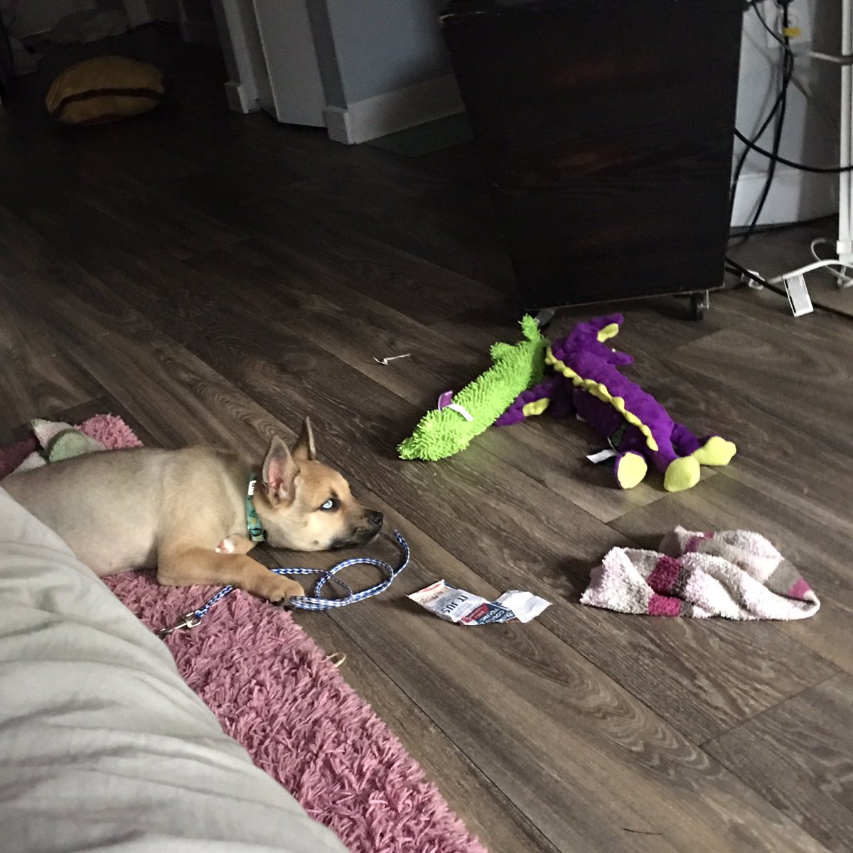 Alucky_charmer's tweet photo. @WhiskeyAngel101 Gurl! Mei wants to come give you 1000 kisses! (And all the things in her lair) spaceforce😂 #dogforce https://t.co/i0yBMyWdY1