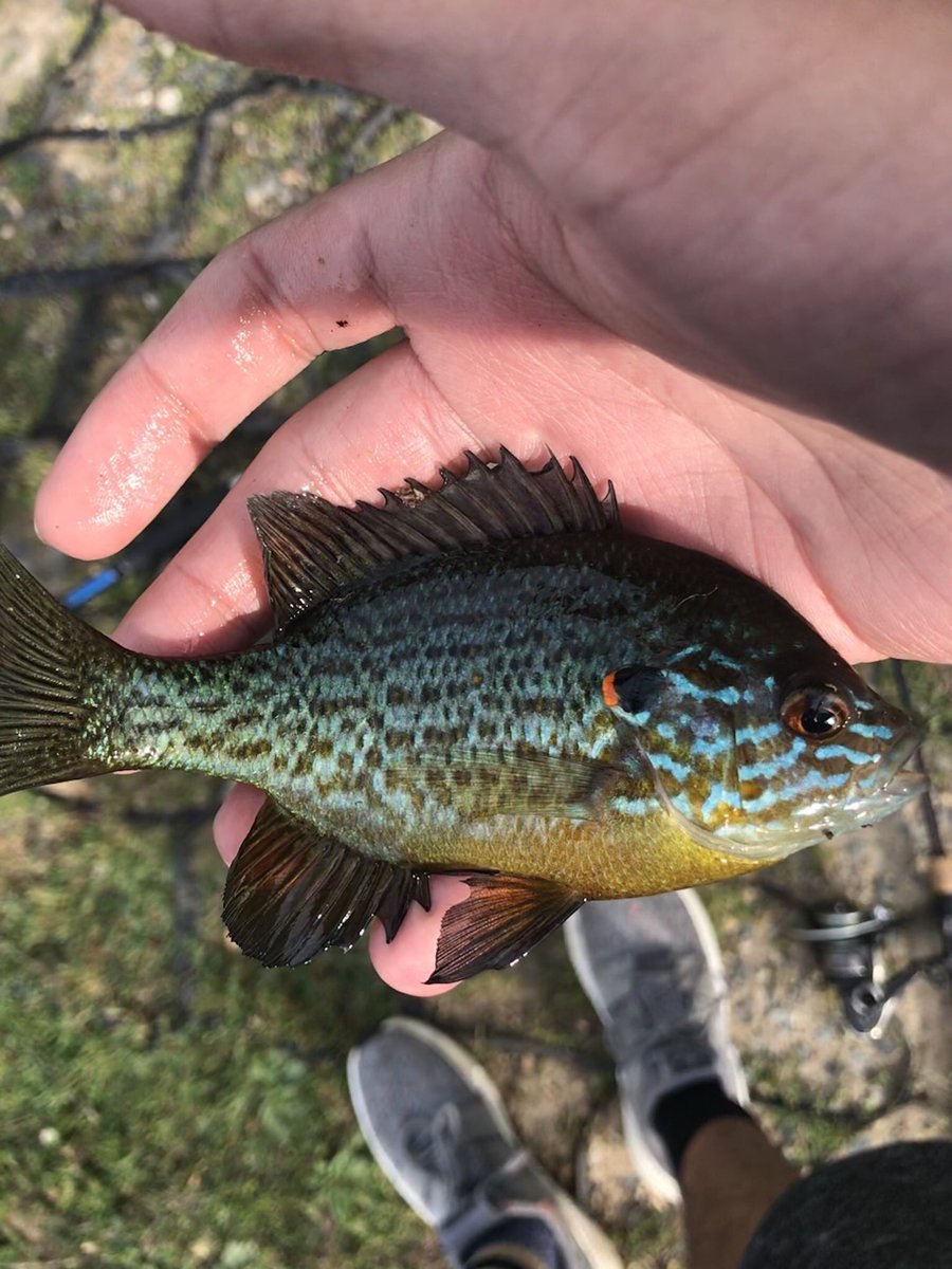 CreatorJayce's tweet image. I caught some bluegill (not shown), Pumkinseed, and fallfish from the first lake and a creek next to it.  
#Pumpkinseed #fallfish