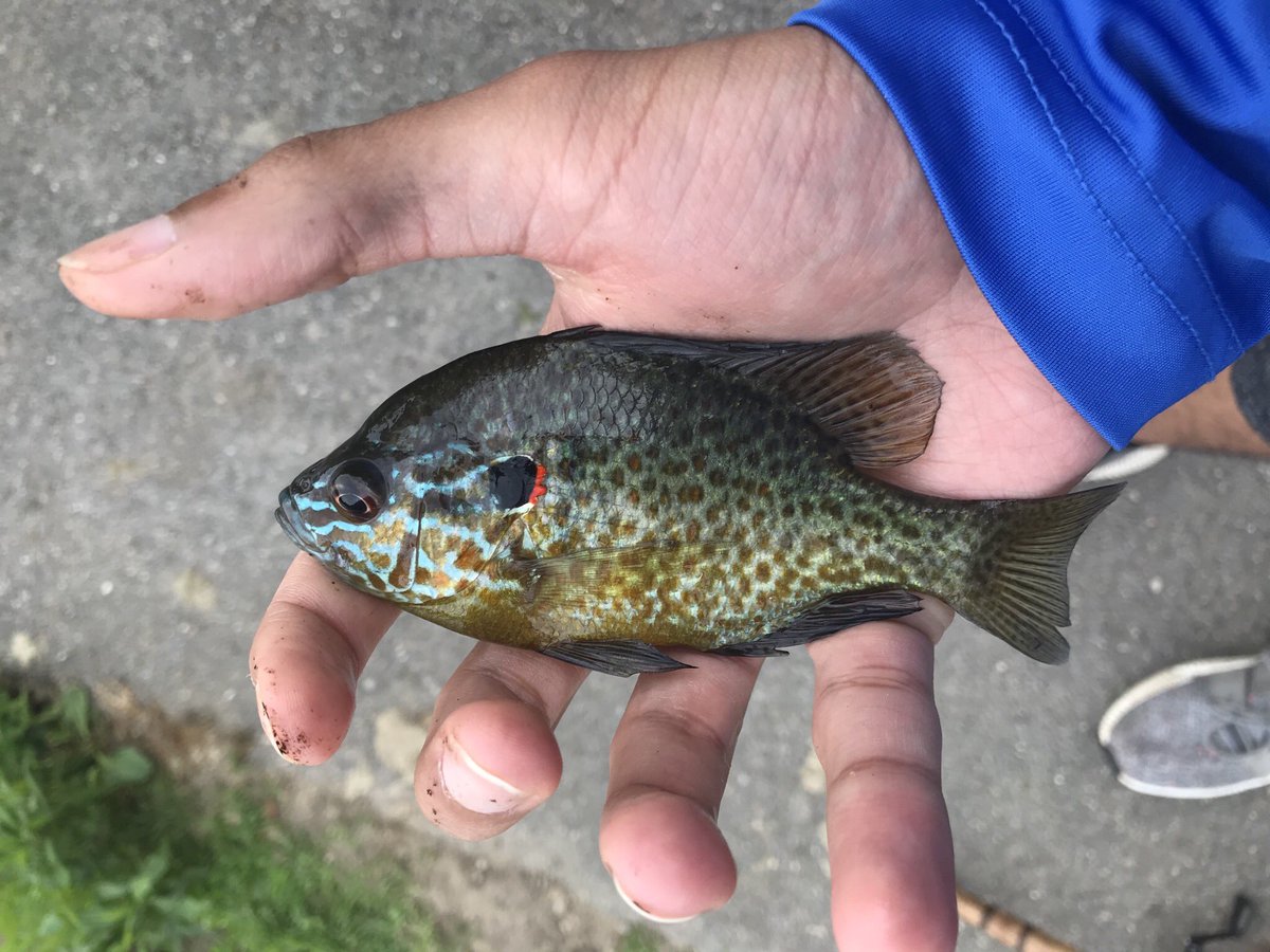 CreatorJayce's tweet image. I caught some bluegill (not shown), Pumkinseed, and fallfish from the first lake and a creek next to it.  
#Pumpkinseed #fallfish