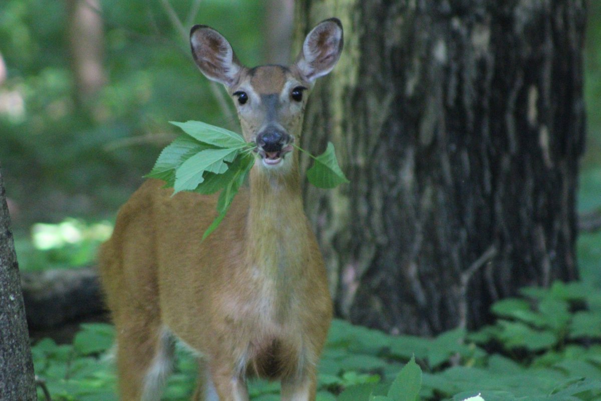 Br4nd0nJ0hn50n's tweet photo. #WhiteTailDeer #MyreBigIslandStatePark #MN #Deer #Wildlife #Minnesota #Outdoors #HereInMinnesota #CaptureMN #AlbertLea #Nature #MinnesotaOutdoors #MinnesotaStateParks #Eating #Minnevibes https://t.co/J3ZOYERk68