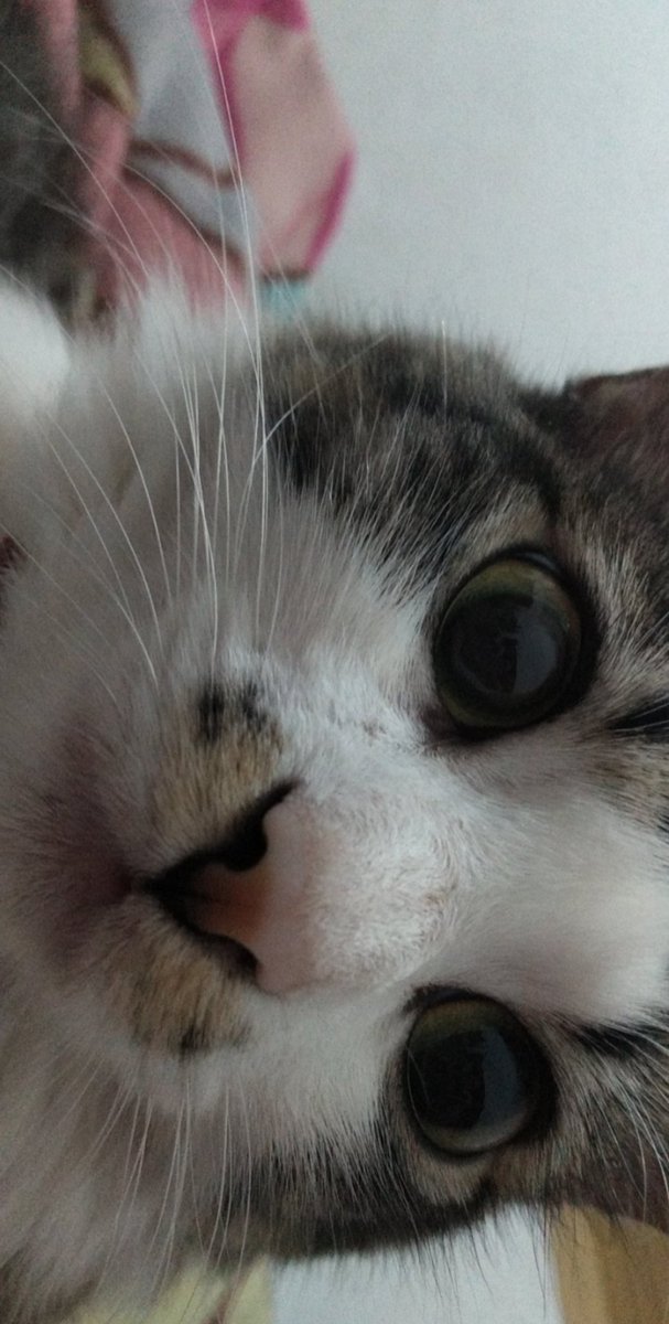 chromaticaIl's tweet photo. @Gypsylgaga parece a minha gatinha 😍🥺 o nome dela é luna https://t.co/ibhFWZUIYN