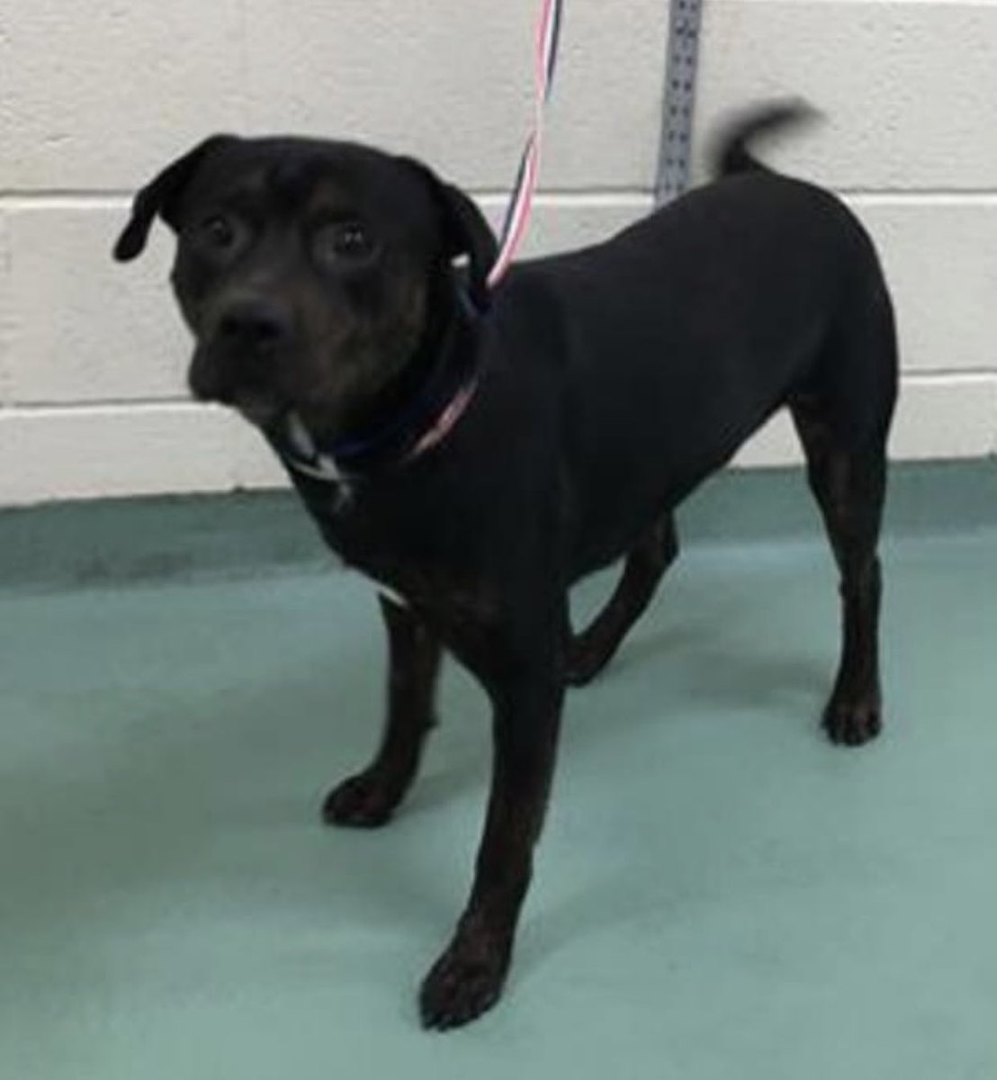 reddogsusie's tweet photo. #TN #MEMPHIS
🆘🆘CODE RED Ventos 2yo boy hw+ ABANDONED BY HIS FAMILY This handsome boy must wonder where his family went💔Did well in playgroups but not keen on rambunctious play! Desperately needs a new human 2love &amp; kind home-pls #ADOPT #PLEDGE #A323242
https://t.co/DFE7MBVX6u https://t.co/NiYtevQLGk