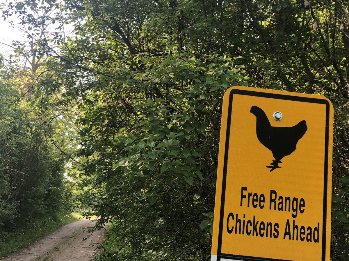 LaguitoGal's tweet photo. Hazards of being a #CountryRunner ๐
Beware of tractor crossing ๐
Jump over chickens ๐ https://t.co/W8yDWLvrwJ