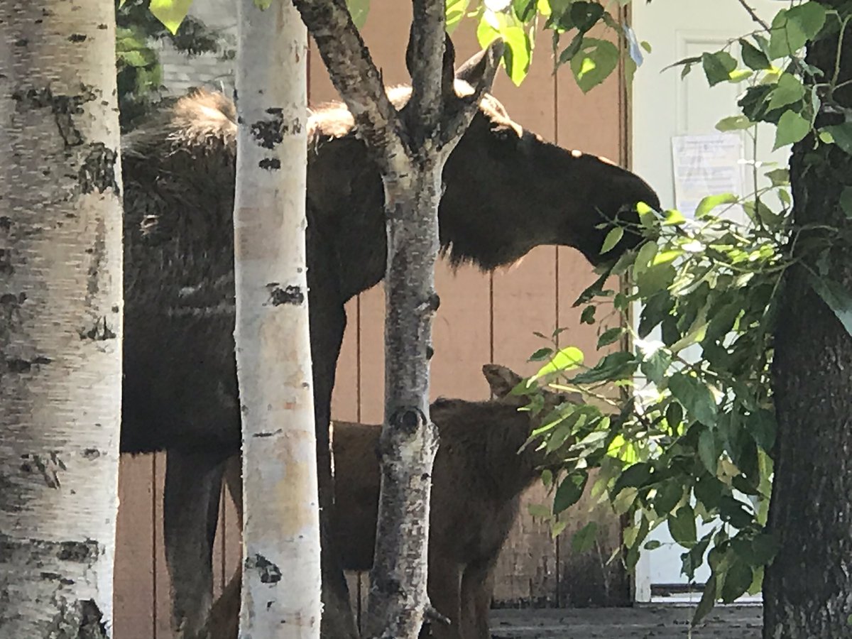 bergsalou's tweet photo. Hey boo (and booboo) you gotta go. I need to get to my car. Can you please move along? https://t.co/Zbv8xpIHUT