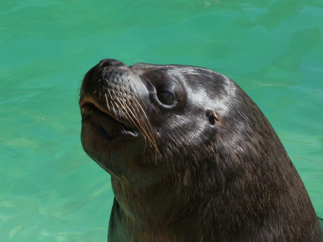 Seal