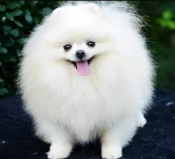 Miguinho3's tweet photo. @netolab_ @eibrunocorrea Espirro que eu vejo//o espirro real

Não que o lobo seja feio so que ele nao é fofo e sim lindo e eu vejo o espirro como um cachorro fofo esclarecendo https://t.co/UrjPcqa1MJ