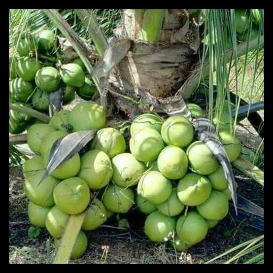 agrofood_plant's tweet photo. Dear all ! Menindaklanjuti postingan @Penangkar_Benih  tetang kelapa GENJAH ENTOK , kami sebagai mitra penagkar melihat begitu banyak permintaan yg menginginkan kelapa BERSERTIFIKAT tsb dengan cara ECERAN untuk itu kami akan mensubsidi harga tdb supaya semua kebagian ! https://t.co/Yr6km8AQV9