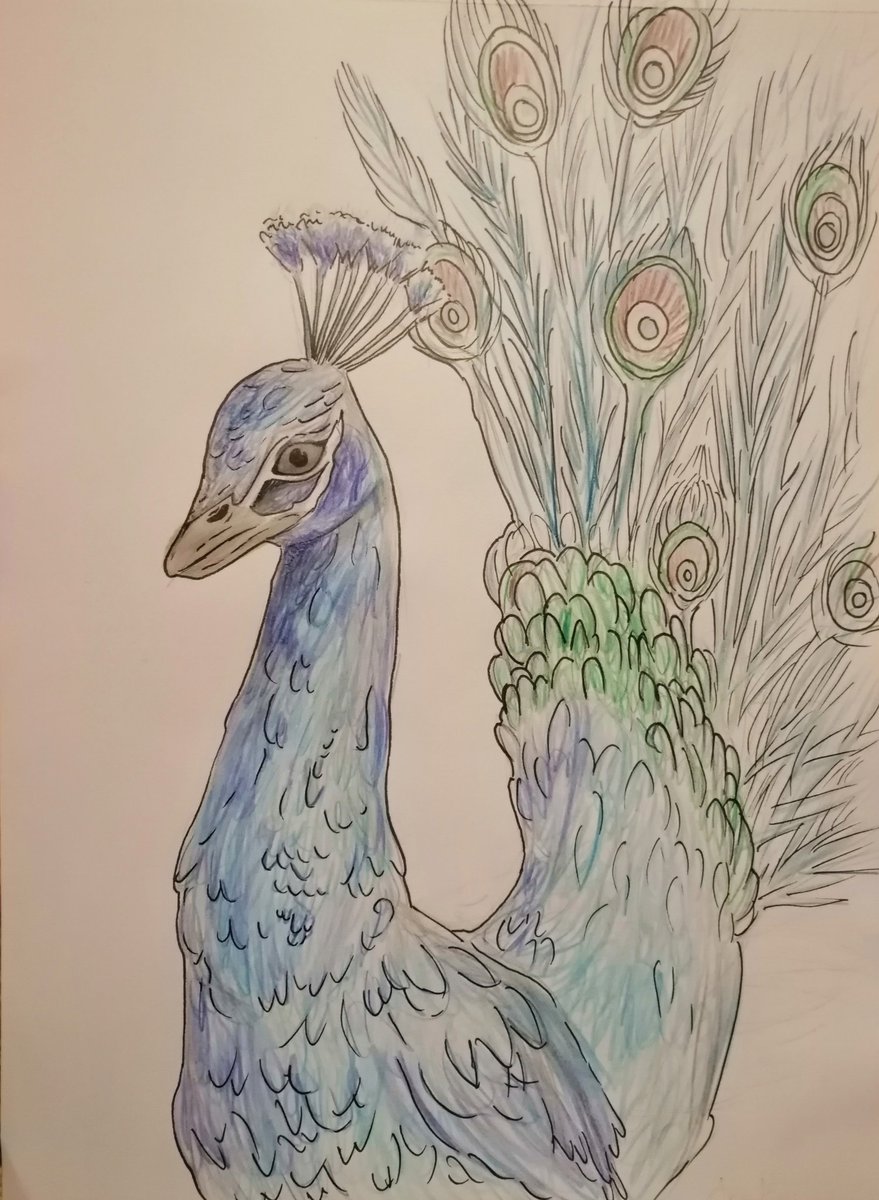 An absolutely STUNNING drawing and one of the very best peacocks I've ...