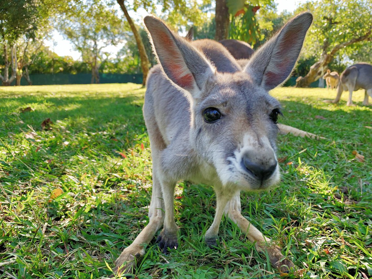BindiIrwin's tweet photo. Boop...🦘💗
Tag someone who needs this cuteness in their life right now. https://t.co/rKj2nlGVh4