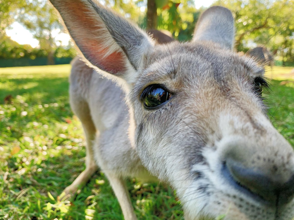 BindiIrwin's tweet photo. Boop...🦘💗
Tag someone who needs this cuteness in their life right now. https://t.co/rKj2nlGVh4