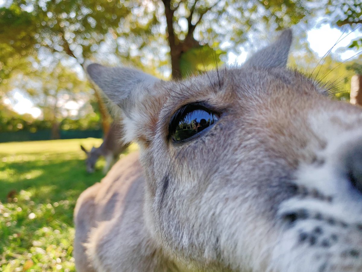 BindiIrwin's tweet photo. Boop...🦘💗
Tag someone who needs this cuteness in their life right now. https://t.co/rKj2nlGVh4