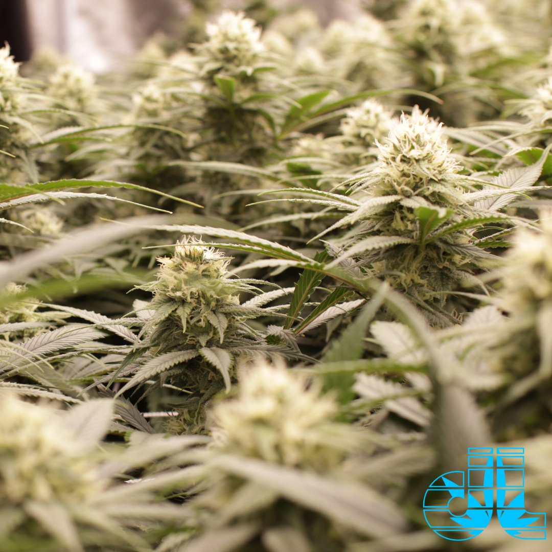 DreamleafFarms's tweet photo. Top-Shelf 🍁 https://t.co/PAhe0I5wM7