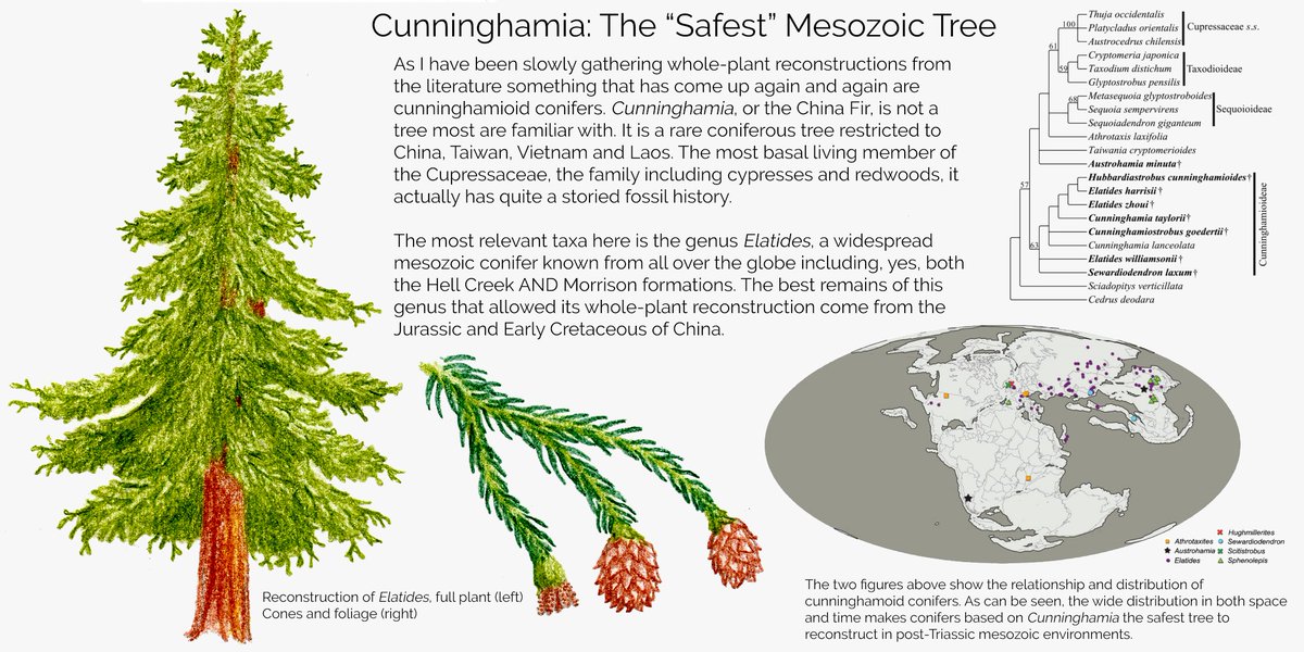 Attention Palaeoartists!

I have a gift for you today. Artists keep asking me for a good all encompassing mesozoic flora. This doesn't really exist, but it got me thinking what are the plants with the highest "versatility". I may do more of these if this does well.