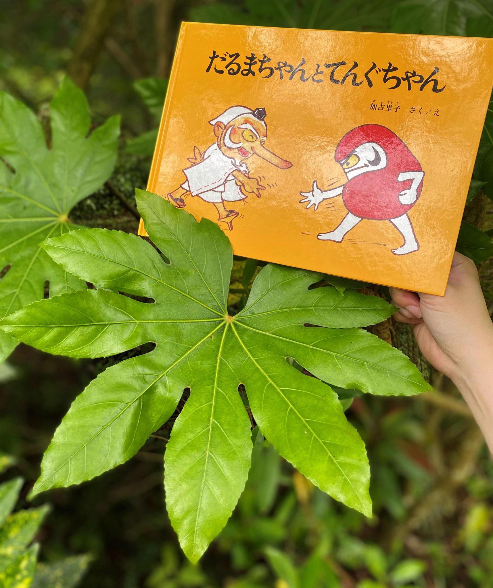 ヤツデ やつで 天狗の葉団扇 縁起物③