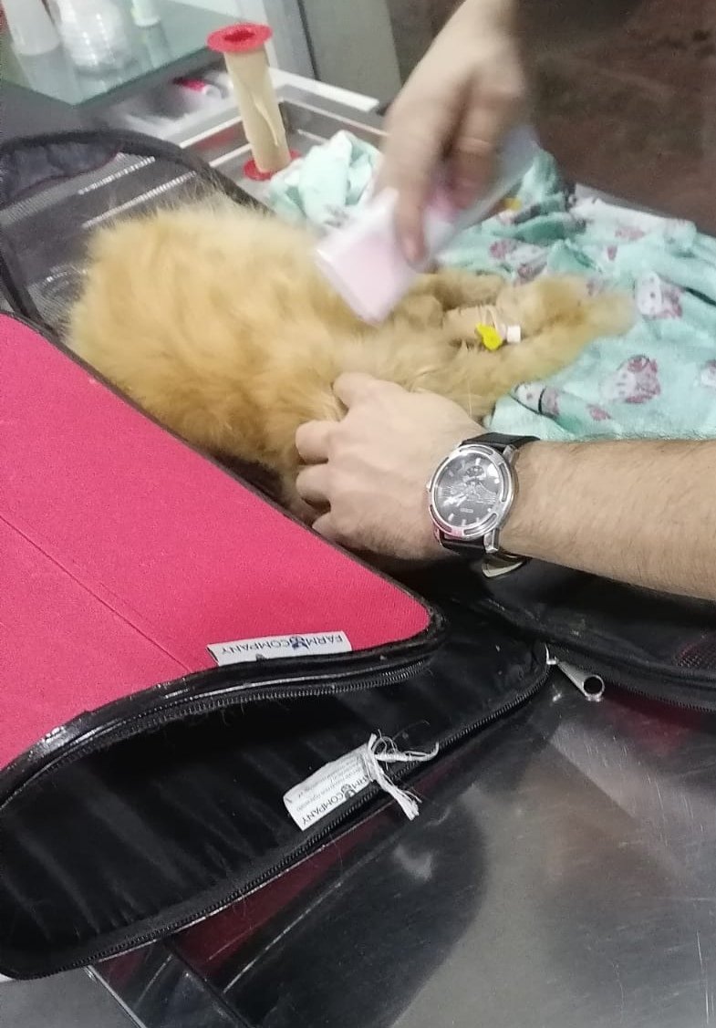 catswithnohope's tweet photo. HOOTIE UPDATE
Hootie is dangerously animic &amp; must have a transfusion She has a blood disorder I must return to the hospital tomorrow at 10am with a donor cat They are giving Hootie fluids right now, it's 3:18 am here I will be bringing Cheetoe as a donor
https://t.co/4YXdAdk48Y https://t.co/KOO8dBVkiL