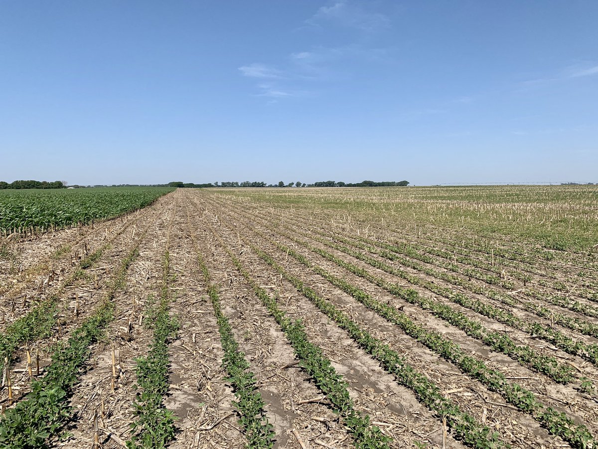 Lots of herbicide apps in less than ideal conditions over the last 10 days, many out of desperation. Will be a lot of finger pointing over the next month. #timestamp