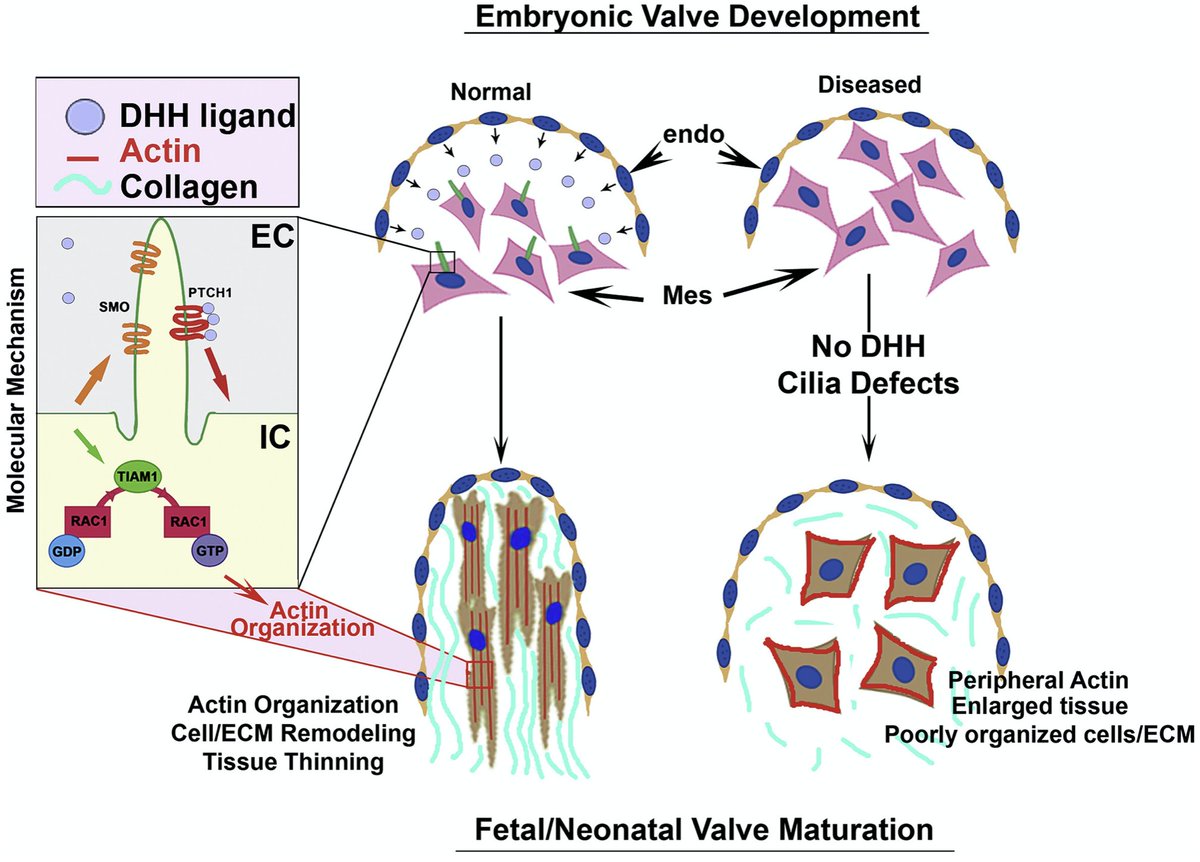 Dev_Bio_Journal's tweet photo. #DBteaser #DevBio
"Desert hedgehog-primary cilia cross talk shapes mitral valve tissue by organizing smooth muscle actin" by @DianaBFulmer et al.
Read more here -> https://t.co/3mWdklcwj8 https://t.co/ByNJVXlQUF