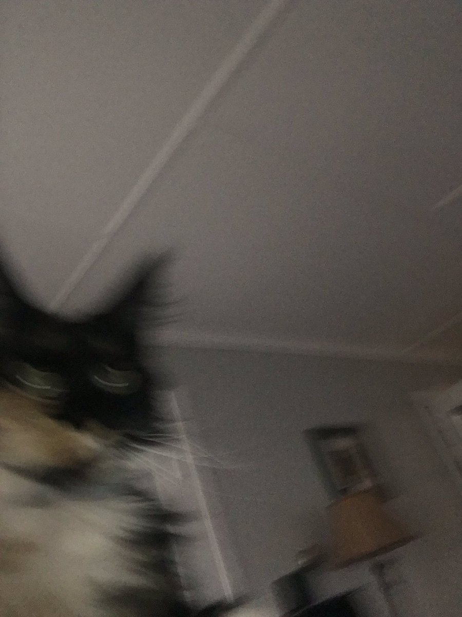 quinnythecat's tweet photo. https://t.co/d0bmK5MKGg