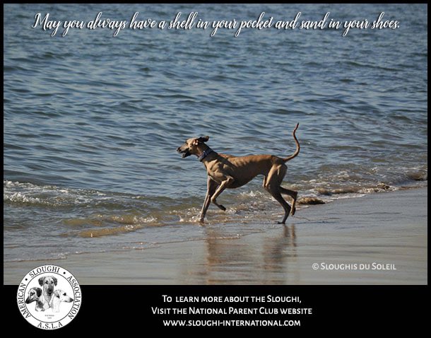 AmSloughi's tweet photo. Today’s Sloughi du Jour, Zada, enjoying a frolic on the beach. #akcsloughi #americansloughiassociation #sloughi #sloughisofinstagram #akcregistered #preservationbreeder https://t.co/1t642r7wR7