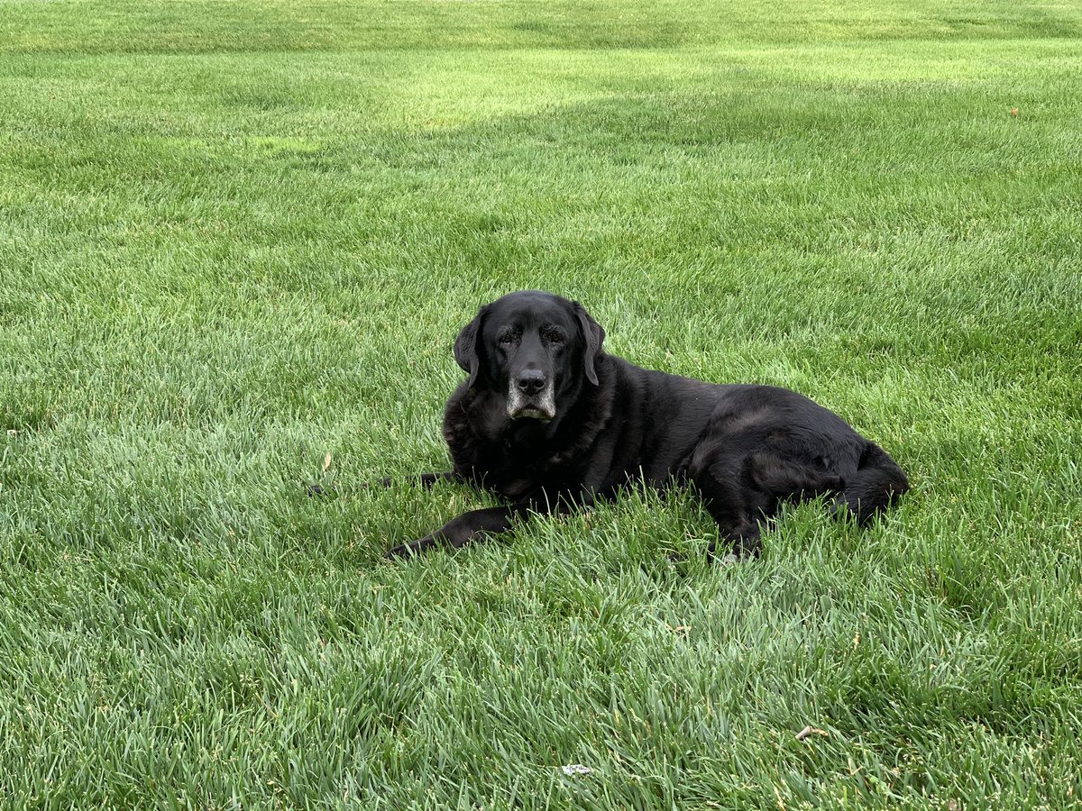 Rooshandler's tweet photo. 14years young today. Happy birthday Roo. Enjoying platoon 5 https://t.co/TUGI2148B3