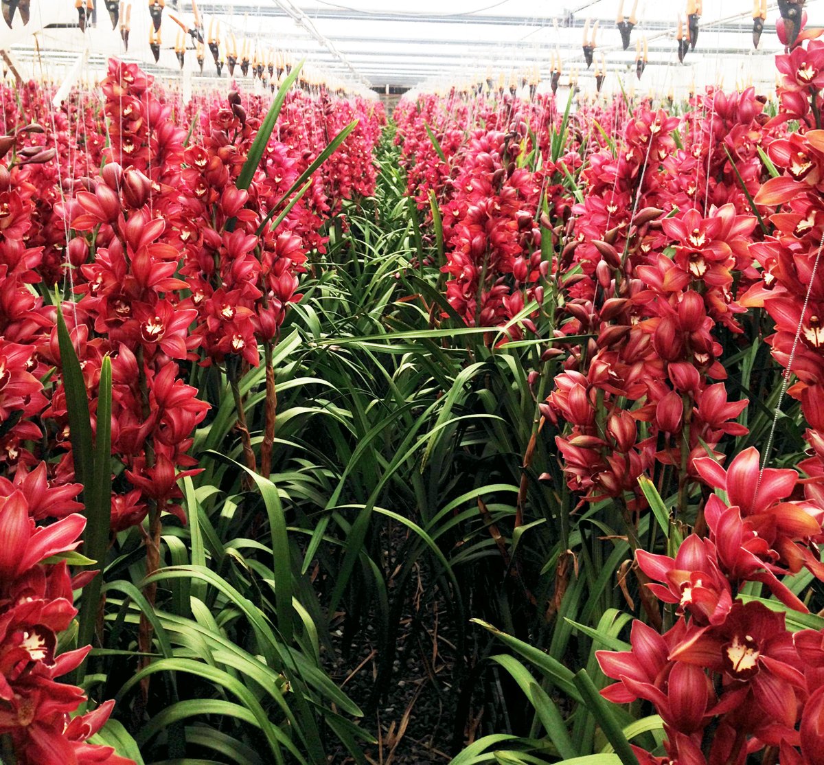 EarthlyOrchids's tweet photo. Our Cymbidium Orchid Greenhouse! Follow us for more orchids. @EarthlyOrchids 
https://t.co/N1QljA1U4M #orchids #GreenHouse #plant2020 #grower #Flowers #giftidea #Delivery #earthlyorchids https://t.co/cWjlTNa0yo