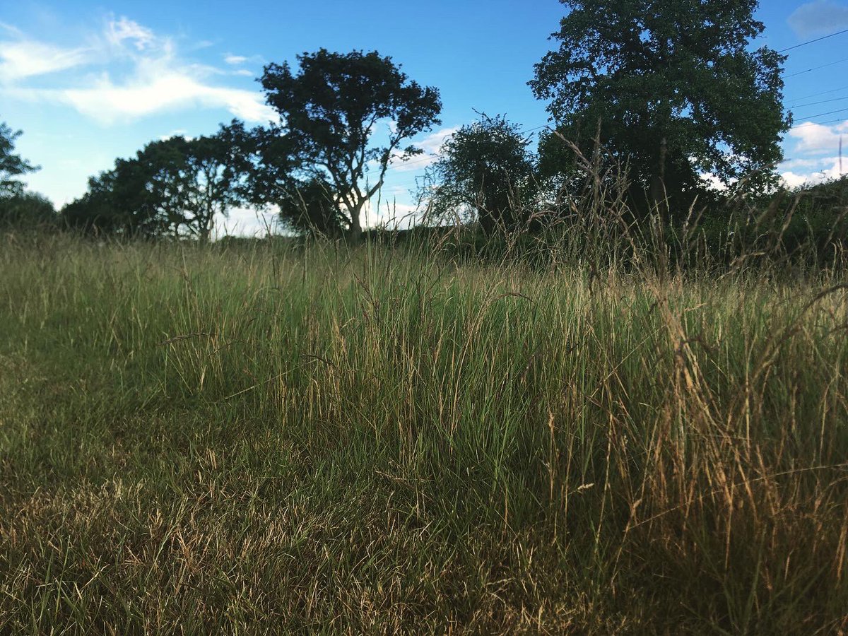 TommyWImages's tweet photo. 3/9 Over at Dunton Hills golf course today and got some shots 😍 #Dunton #Basildon #Essex #SouthEast #Golf #Train #NaturePhotographyDay #urbanphotography #YoungPhotographer #DuntonHills #Laindon #LangdonHills #photography #DepthOfField @c2c_Rail 😍 https://t.co/uO30ISa4MU