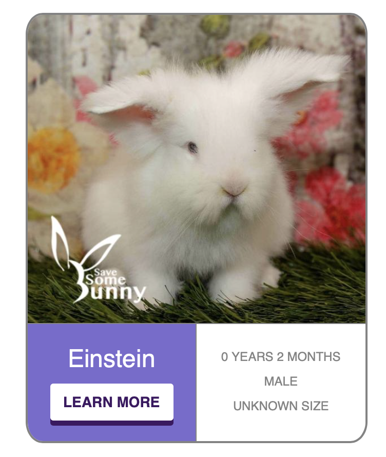 Every weekend for the last few months, I’ve been helping <a href="/SSBRabbitRescue/">Save SomeBunny Rabbit Rescue</a> with a <a href="/pawlytics/">Pawlytics</a> integration on their <a href="/WordPress/">WordPress</a>. It’s been such a joy to be part of pet rescue, seeing the pictures of the bunnies melts my heart savesomebunny.org/adoptable/