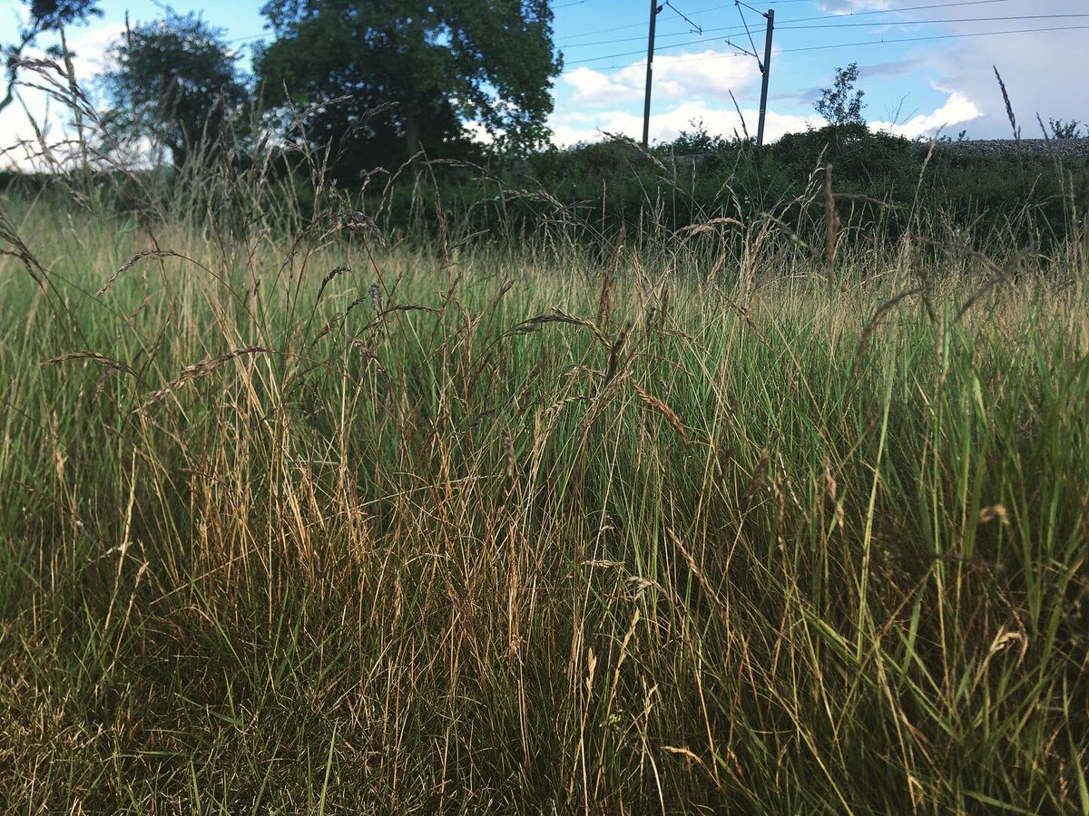 TommyWImages's tweet photo. 2/9 Over at Dunton Hills golf course today and got some shots 😍 #Dunton #Basildon #Essex #SouthEast #Golf #Train #NaturePhotographyDay #urbanphotography #YoungPhotographer #DuntonHills #Laindon #LangdonHills #photography #DepthOfField 😍 https://t.co/Ng9AiclqZy