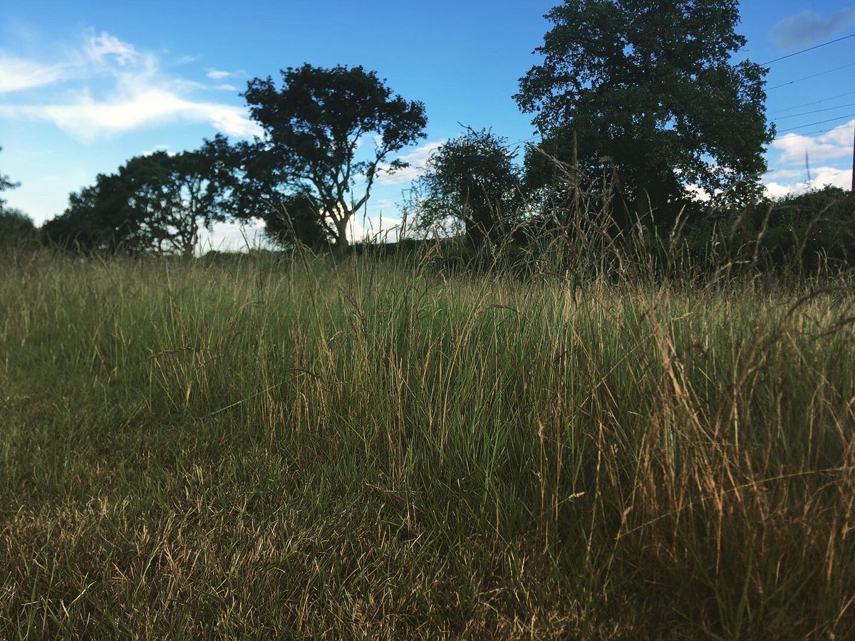 TommyWImages's tweet photo. 2/9 Over at Dunton Hills golf course today and got some shots 😍 #Dunton #Basildon #Essex #SouthEast #Golf #Train #NaturePhotographyDay #urbanphotography #YoungPhotographer #DuntonHills #Laindon #LangdonHills #photography #DepthOfField 😍 https://t.co/Ng9AiclqZy