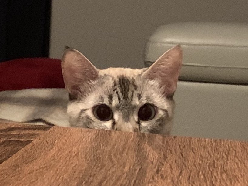 lilytalkingcat's tweet photo. you mind sharing some food? https://t.co/IeUMapBG8b