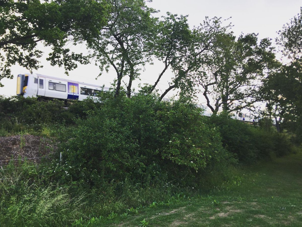TommyWImages's tweet photo. 7/ Over at Dunton Hills golf course today and got some shots 😍 #Dunton #Basildon #Essex #SouthEast #Golf #Train #NaturePhotographyDay #urbanphotography #YoungPhotographer #DuntonHills #Laindon #LangdonHills #photography #DepthOfField 😍 https://t.co/3ercpnmrWe