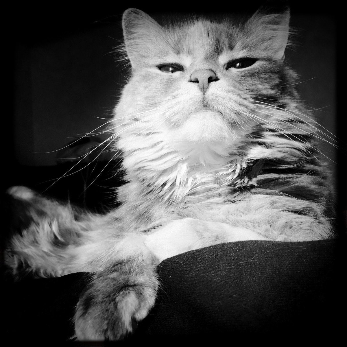 whosmissdaisy's tweet photo. Because we should not fall so deep in the self. I’d like to introduce you to “7” she’s one classic lady. Almost a diva!!!
#seven #diva #princess #WhosMissDaisy #torie #cat #CatsOfInstagram #catsoftwiter
#neko #koneko #nyan #ネコ #猫
#ailurophile #mtlcat #catsofmontreal #gato https://t.co/TonQzQB3Jp