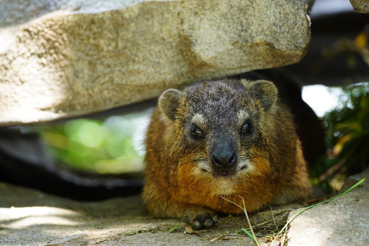 k-ji@続！鳥展公式トリバサダー tweet media