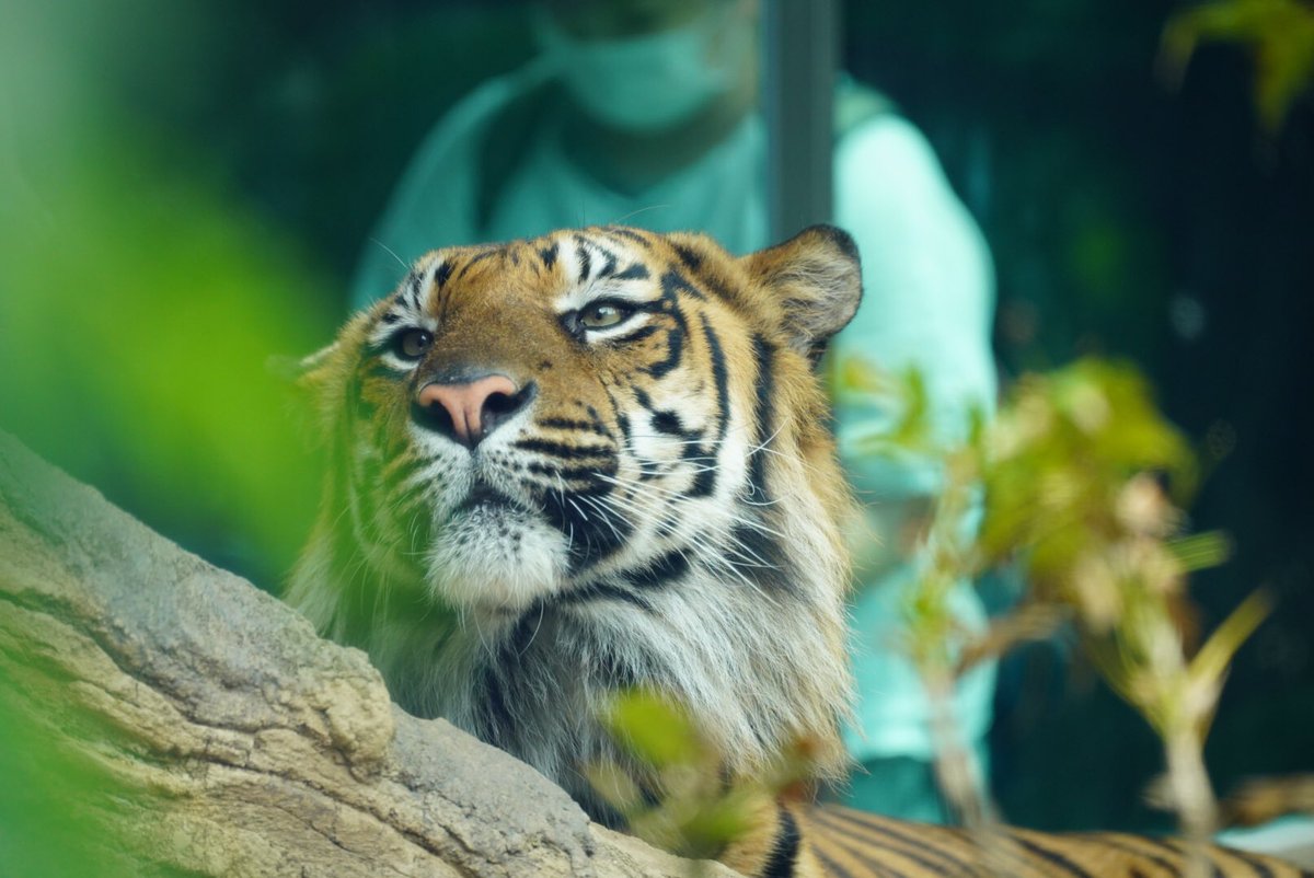 k-ji@続！鳥展公式トリバサダー tweet media