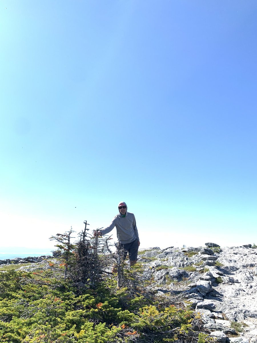 treesrtheanswr's tweet photo. Happy Tree Hugger Tuesday! Today’s adventure went above tree line. It’s amazing where trees can grow, even in extreme weather conditions with no soil - like the top of a mountain! #treehuggertuesday #treehugger #treetwiter https://t.co/5g7d6fV582