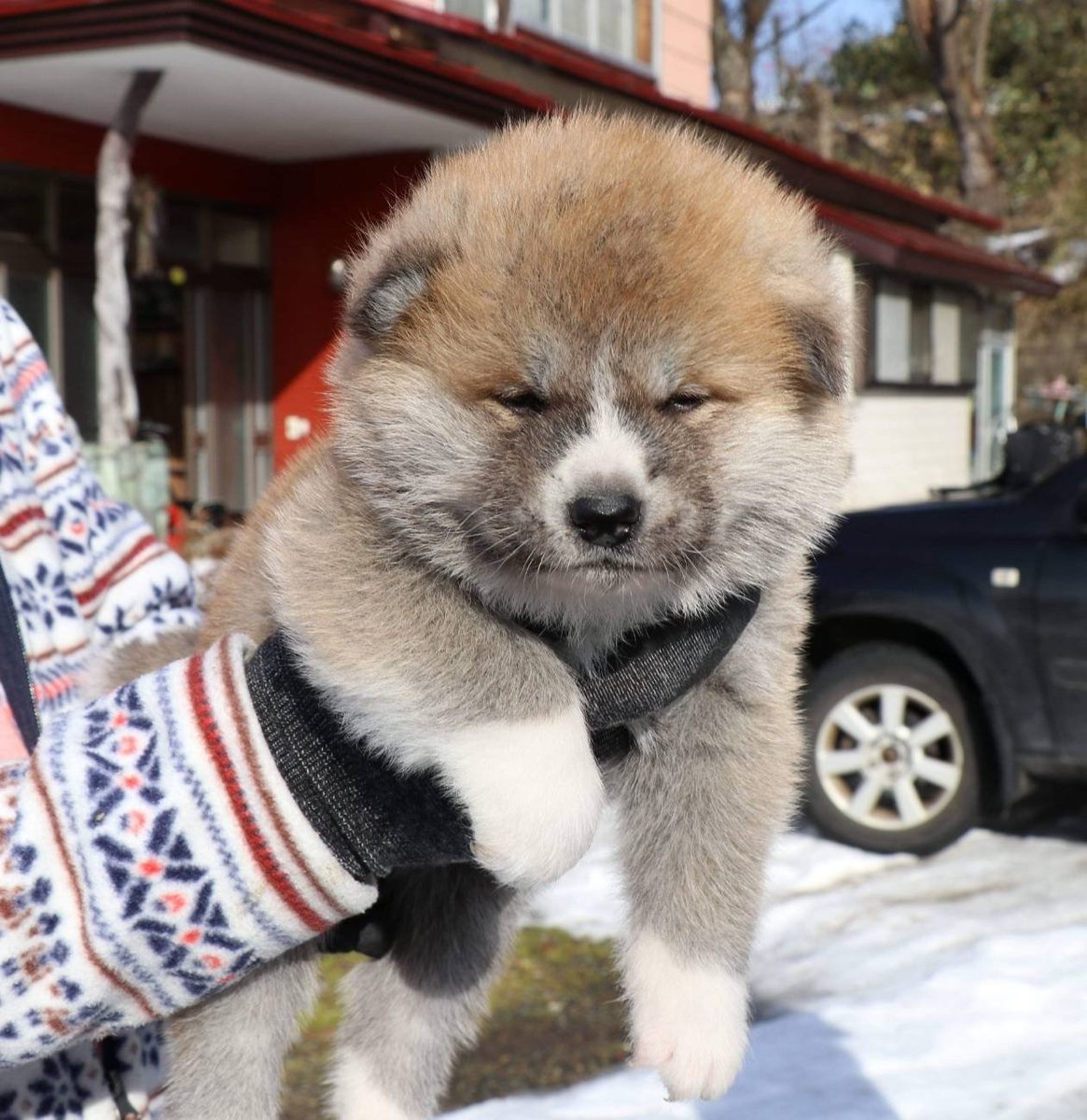 あきほ 秋田犬保存会 秋田犬会館 12月に生まれた子 今は体重キロを超えて仔犬には見られなくなってます あきほ 秋田犬保存会 秋田犬会館 12月に生まれた子 今は体重キロを超えて仔犬には見られなくなってます